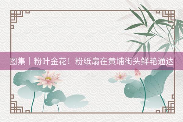 图集|粉叶金花!粉纸扇在黄埔街头鲜艳通达