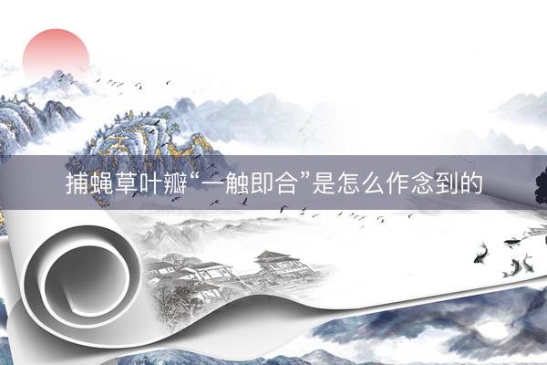 捕蝇草叶瓣“一触即合”是怎么作念到的